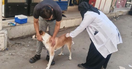 بيطري كفر الشيخ: تحصين 1200 كلب ورفع معدلات التحصين والسيطرة على أعداد الكلاب الحرة