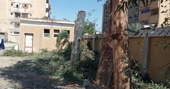 محافظ سوهاج يحيل مسئولى مدرستين بساقلتة للتحقيق بسبب "التقليم الجائر" لأشجار معمرة
