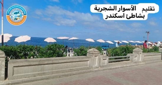 رؤية البحر حق للجميع.. تقليم الأشجار بسور كورنيش المندرة شرق الإسكندرية
