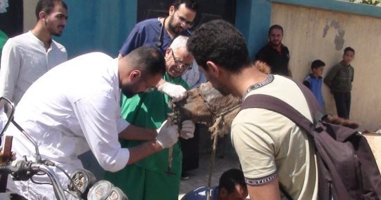 الطب البيطرى بسوهاج: علاج 2392 حيوانا وطائرا مجاناً في قافلة بأولاد نصير